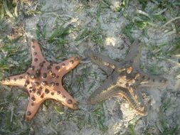 starfish on the coast