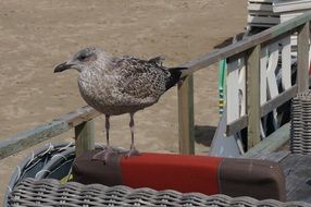 gray seagull on the chair