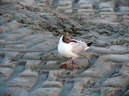 lonely black headed gull