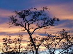 tree on a background of dark clouds