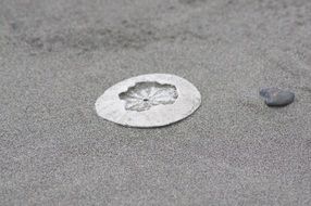 sanddollar on a sandy beach in Washington