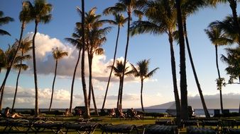 beach with palm trees