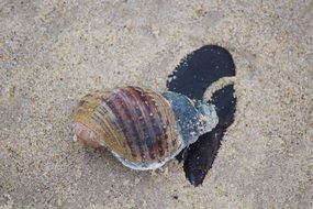 big cockleshell on a sandy beach