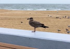 seagull on a wooden parapet on the beach by the water