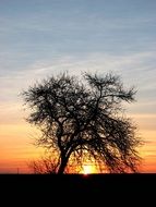 tree in the evening