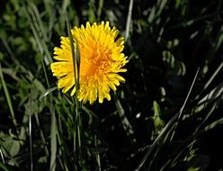 closeup picture of yellow dandelion in spring