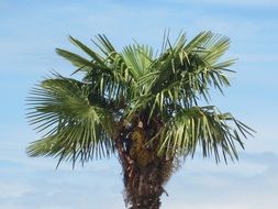 tropical palm tree against the sky