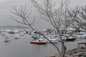 boats in sea port bared Tree in front