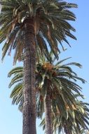 tree leaves beach