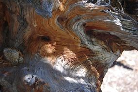 wood sculpture in nature