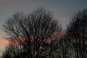 glow of sunset through the trees