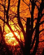 bright sun in the bare branches of a tree
