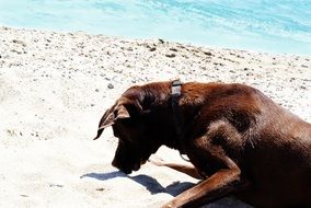 dog on beach