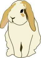 rabbit on a white background