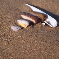 long seashells on a sandy beach