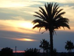 silhouettes of palm trees in the glow of sunset