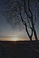 birch silhouette at sunset