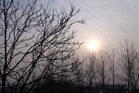 leafless trees at sunset