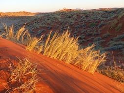dry grass in the namib desert