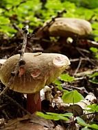 mushrooms near green plants in the forest close-up
