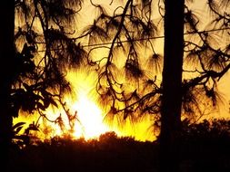 Pine trees at the back light