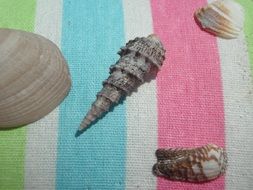 towel with a pattern of shells