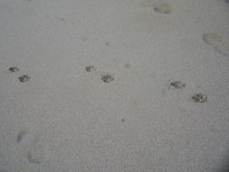 dog tracks in row on sand beach