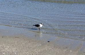 black white lonely gull on the ocean