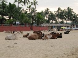 cows on beach, india goa