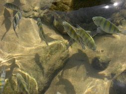 striped fish in aquarium