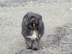 unusual beauty dog tibetan terrier