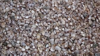 many seashells on the beach