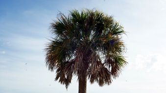 Palm tree in Florida in summer