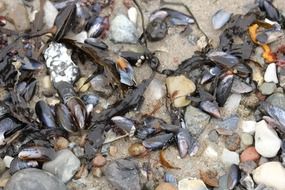 mussels and stones on the beach
