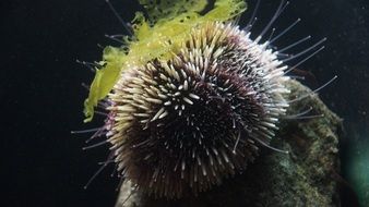 hedgehog ocean