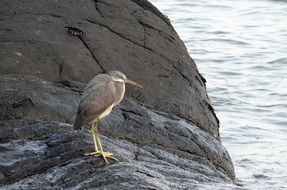 western reef egret on stone by the sea in Gokarna, India