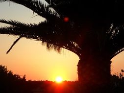 sunset on the horizon over palm trees