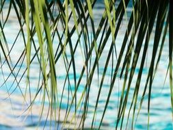 green leaves over water