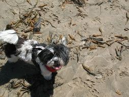 cute black and white dog on a sand beach