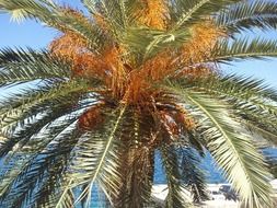 brown and green leaves on a palm tree