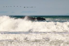 shoal of birds over the waves