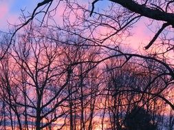 Branches in the winter