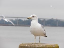 seagull near the sea