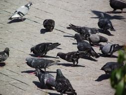travel birds