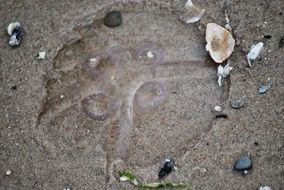 Jellyfish on the sand