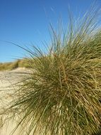 sand dunes at the north sea close up