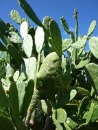 high green cactus plants in Cuba