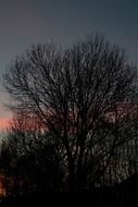 trees on a background of dark sky