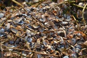 a bunch of shellfish on the beach