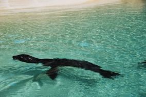 animal in blue water